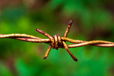 Close-up of lizard on plant