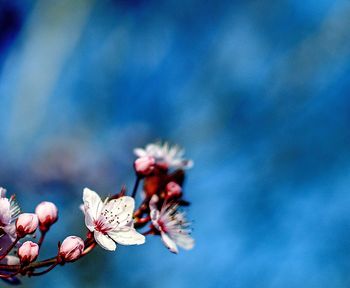 Close-up of flowers against blue sky