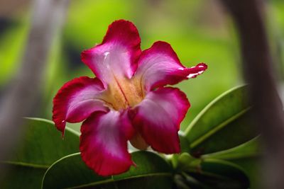 Close-up of pink flower