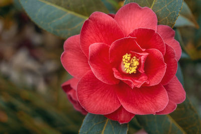 Close-up of red flower