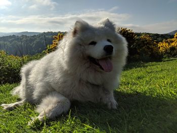 View of dog sitting on field