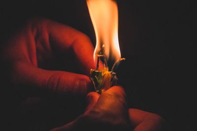 Close-up of hand holding flowers