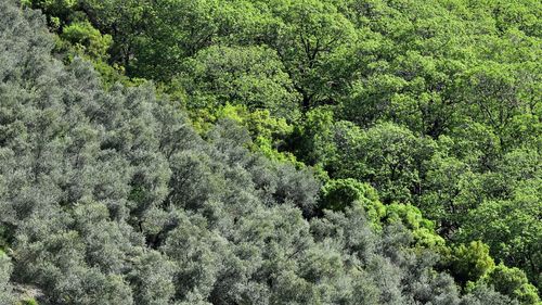 View of trees in forest