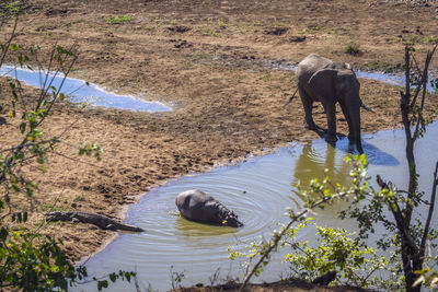 High angle view of elephant in water