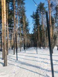 Trees on snow covered land