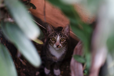 Close-up portrait of cat by outdoors