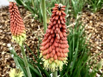 Close-up of red flowering plant on field