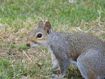 Close-up of squirrel on field