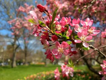 Close-up of pink cherry blossoms in spring