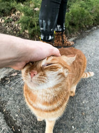 High angle view of cat with hand