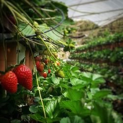 Close-up of strawberry growing on plant