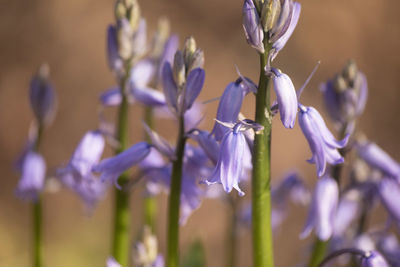 Close-up of insect on purple flowering plant