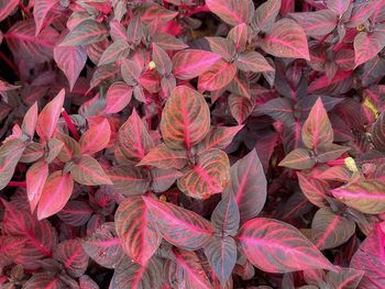 Full frame shot of pink leaves