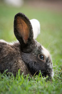 Close-up of a rabbit on field