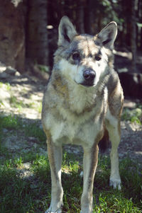 Portrait of dog on field