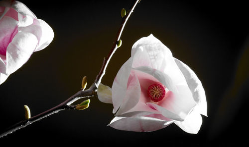 Close-up of white flower against black background