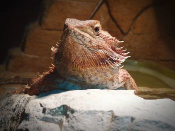 Close-up of bearded dragon