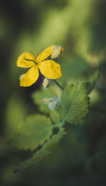 Close-up of yellow flowering plant