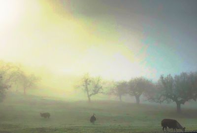 Cows grazing on field against sky