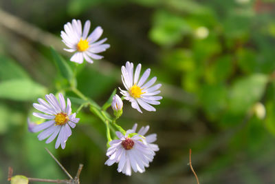 Close-up of white flowers