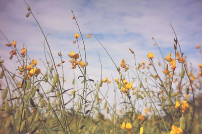 Close-up of plants on field against sky