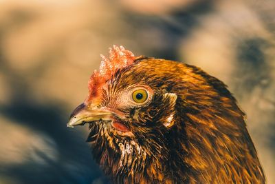 Close-up of rooster