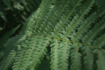 Close-up of fern leaves