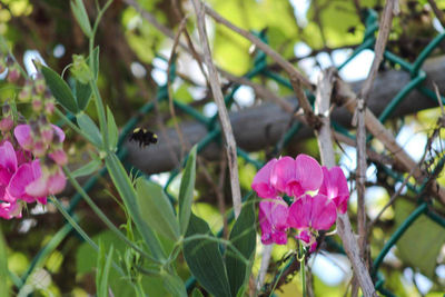 Close-up of pink flowering plants