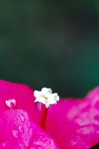 Close-up of pink flower