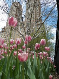 Pink flowers growing on tree