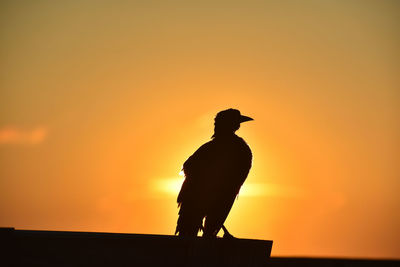 Silhouette man and bird perching on orange against sky during sunset