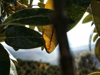 Close-up of leaves on plant