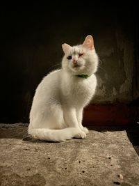 Portrait of white cat sitting on floor