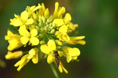 Close-up of bee on yellow flower