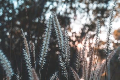 Close-up of stalks in sunlight