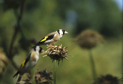 Two goldfinchs perching on dried thistles in autumn