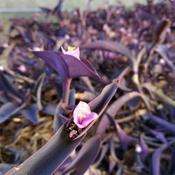 Close-up of pink flower on plant