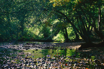 Scenic view of lake in forest