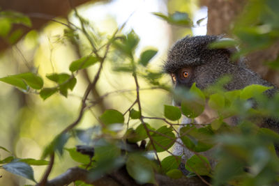 Close-up of lizard on a plant