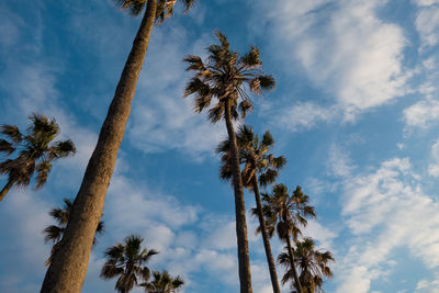 Low angle view of palm trees against sky