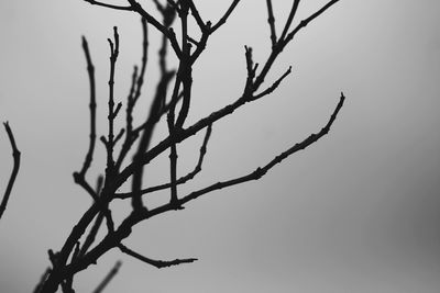 Low angle view of bare tree against sky
