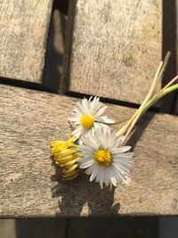 Close-up of yellow flowering plants on wood