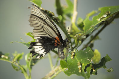 Close-up of butterfly pollinating flower