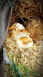 Close-up of swan in nest