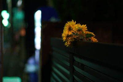 Close-up of yellow flowering plant