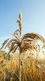 Close-up of wheat growing on field against clear sky