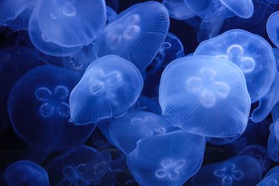 Close-up of jellyfish in sea