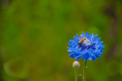 Close-up of insect on purple flower