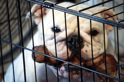 Close-up of dog in cage