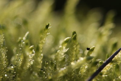 Close-up of fresh green grass